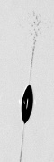 Images of a falling drop forming an ellipse